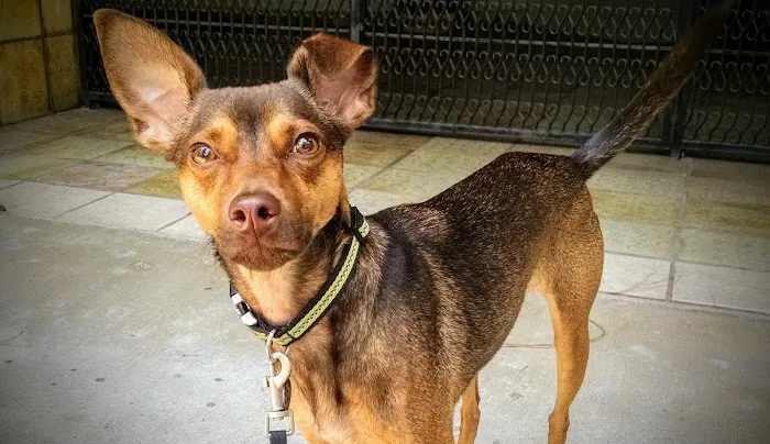 Southwest Animal Care Center 12