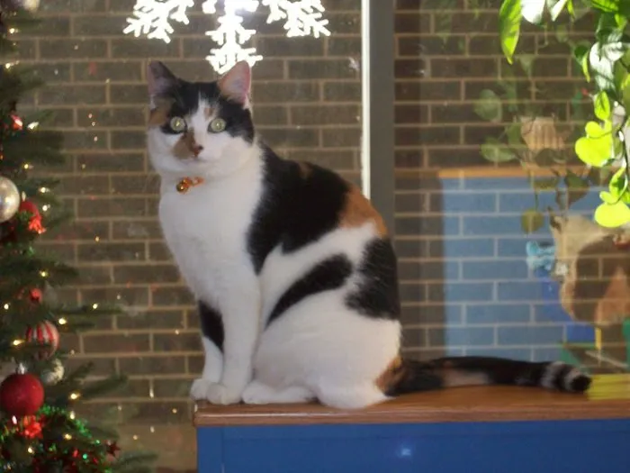 Southwest Animal Care Center 12