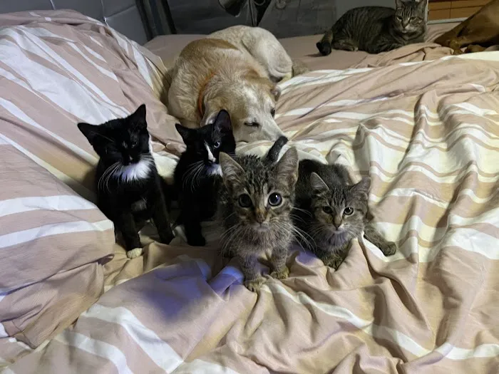 South Suburban Low Cost Veterinary Services 12