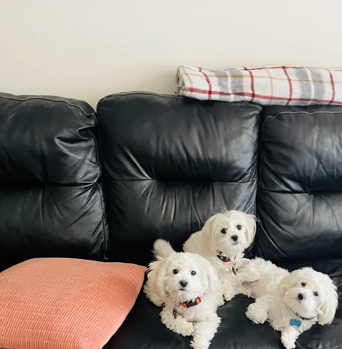 South Suburban Low Cost Veterinary Services 12