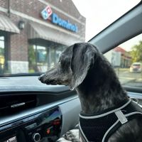 Veterinary Diagnostic Centers-Crown Point, IN ico