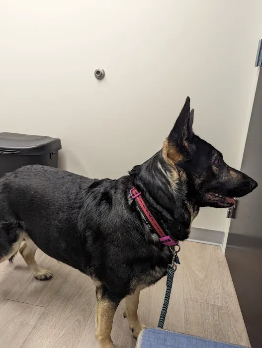 Bevlab Animal Hospital 12