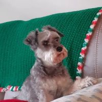 Veterinary Services ico