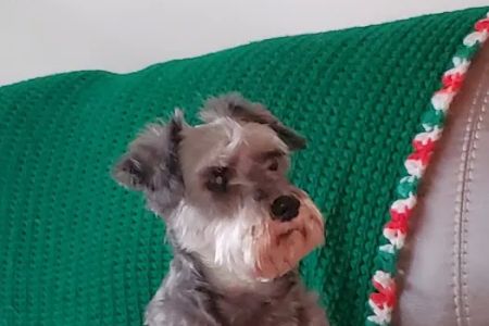 Veterinary Services