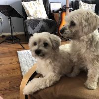 Veterinary Emergency Clinic ico