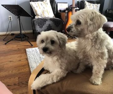 Veterinary Emergency Clinic