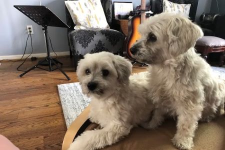 Veterinary Emergency Clinic