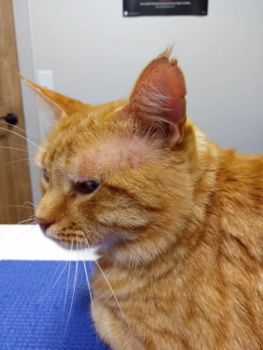 Care Veterinary Services 2