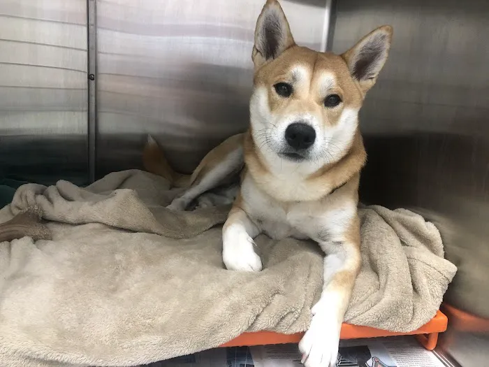 Care Veterinary Services 7