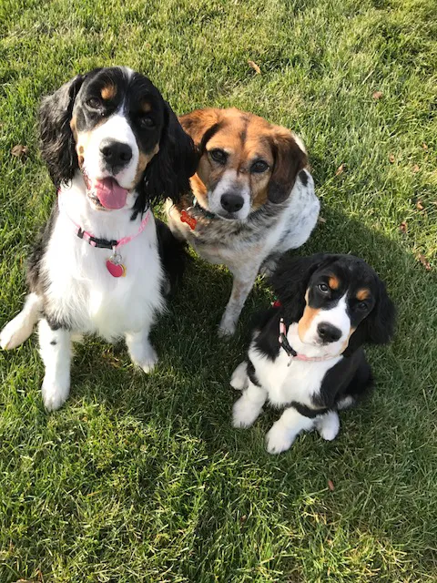 Hometown Veterinary Care in Byron Center 9