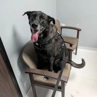 Dorr Veterinary Clinic ico