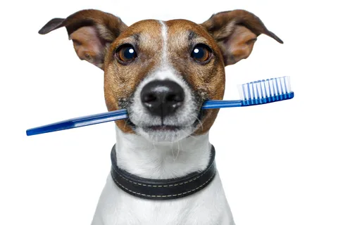 Dorr Veterinary Clinic 3
