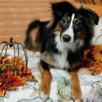 Michigan Mixed Animal Veterinary Service Inc. ico