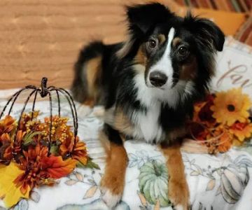 Michigan Mixed Animal Veterinary Service Inc.
