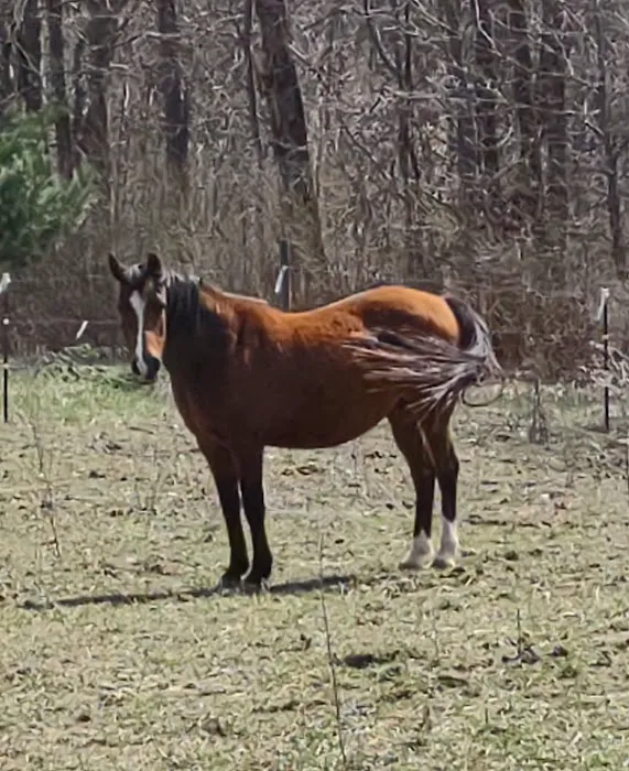 Michigan Mixed Animal Veterinary Service Inc. 4