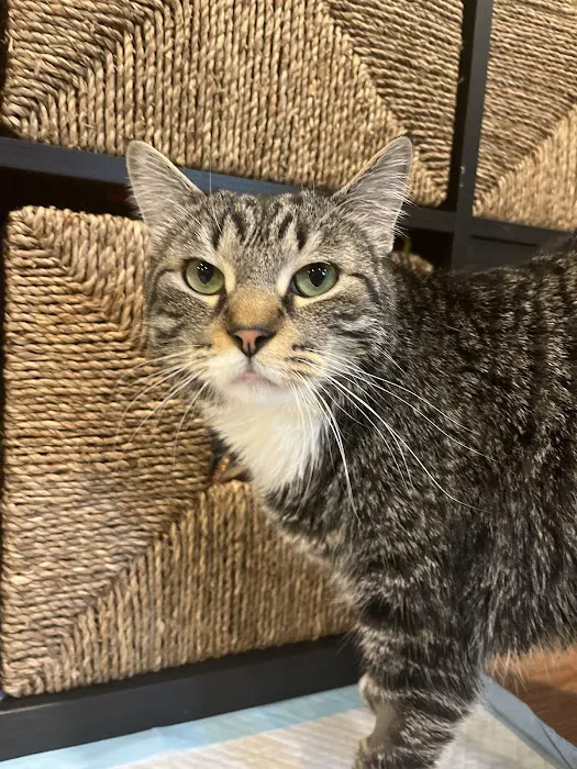 Animal Emergency and Specialty Hospital of Byron Center 5