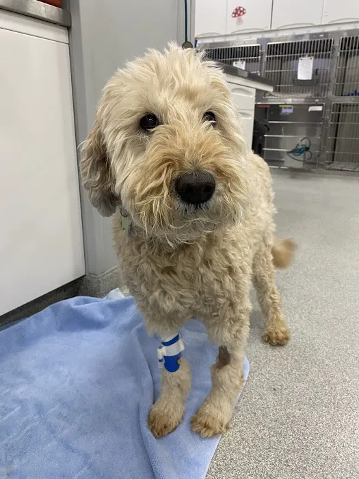 Animal Emergency and Specialty Hospital of Byron Center 3