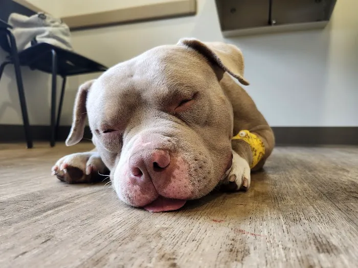 Animal Emergency and Specialty Hospital of Byron Center 9