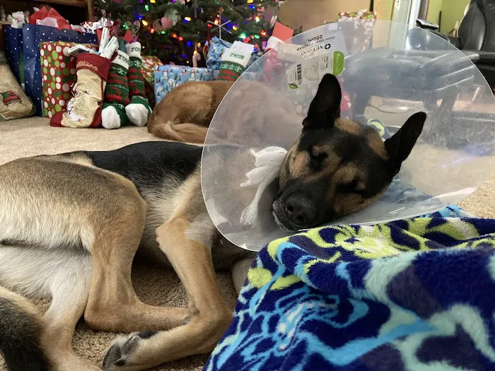 Animal Emergency and Specialty Hospital of Grand Rapids 1