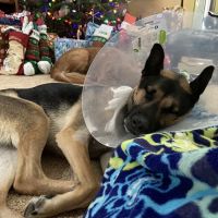 Animal Emergency and Specialty Hospital of Grand Rapids ico