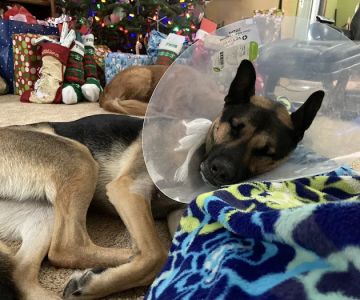 Animal Emergency and Specialty Hospital of Grand Rapids