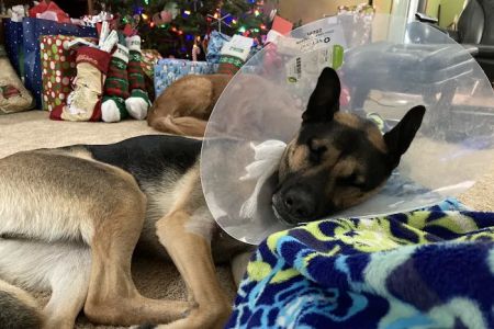 Animal Emergency and Specialty Hospital of Grand Rapids