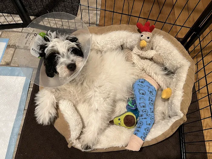 Animal Emergency and Specialty Hospital of Grand Rapids 6
