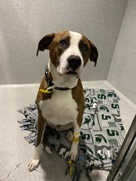Animal Emergency and Specialty Hospital of Grand Rapids 9