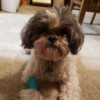 Animal Medical Center of Wyoming ico