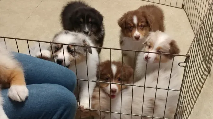 Wyoming Animal Hospital 12
