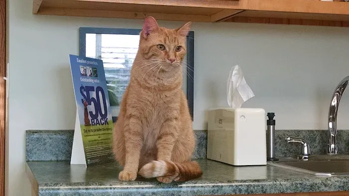 Standale Veterinary Hospital 6