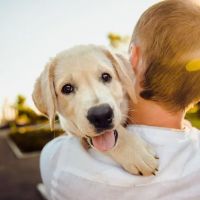 Clyde Park Veterinary Clinic ico