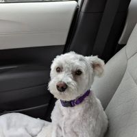 Byron Center Animal Hospital ico