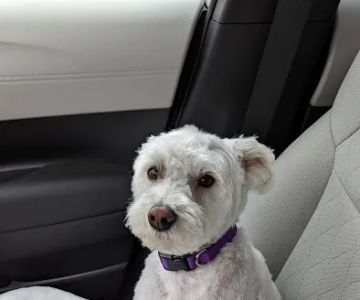 Byron Center Animal Hospital