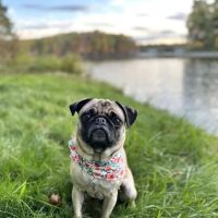 Wealthy Street Animal Hospital ico