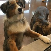 Eastown Veterinary Clinic ico