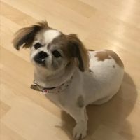 VCA Northeast Animal Hospital ico