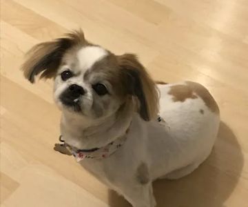 VCA Northeast Animal Hospital