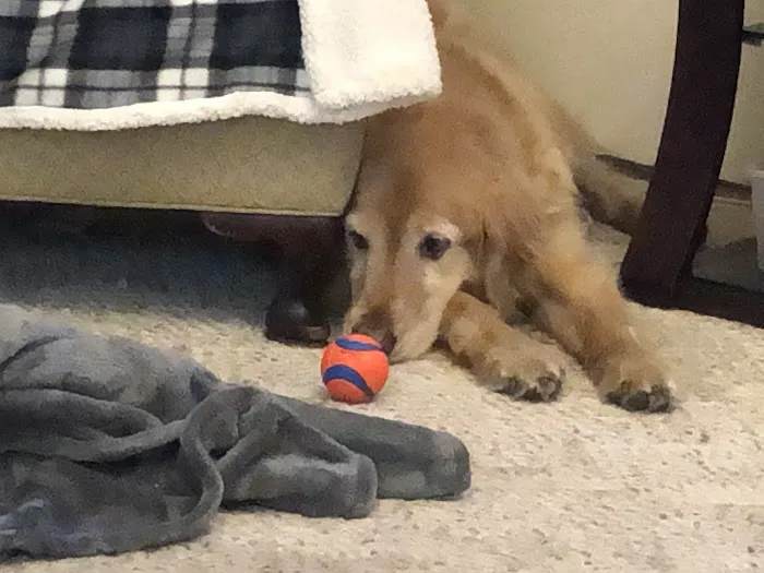 VCA Northeast Animal Hospital 12