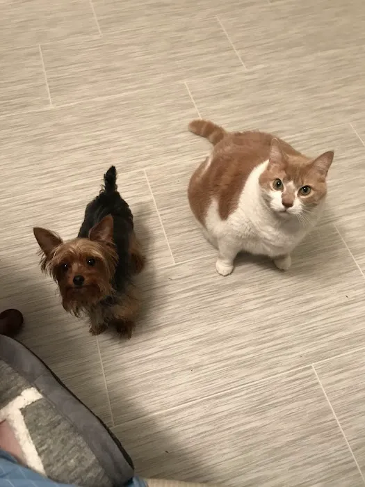 VCA Northeast Animal Hospital 12