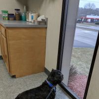 Kentwood Veterinary Clinic ico