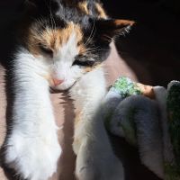 Scholfield Veterinary Hospital, NOW Mitten animal Clinic ico