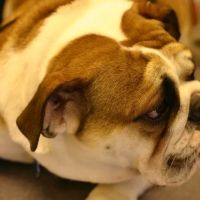 Blue Lake Animal Hospital ico