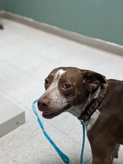 Mitten Animal Clinic | M.A.C 12