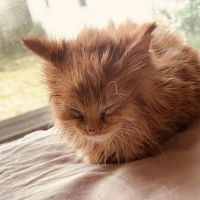 Forest Hills Veterinary Clinic ico
