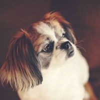 Plymouth Road Animal Clinic ico