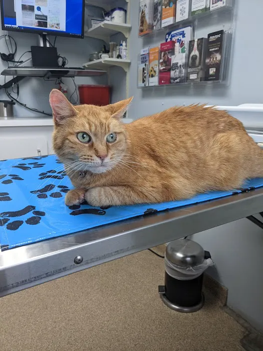 Animal Hospital of Kentwood 12