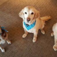 Animal Hospital of Kentwood ico