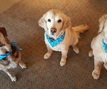Animal Hospital of Kentwood