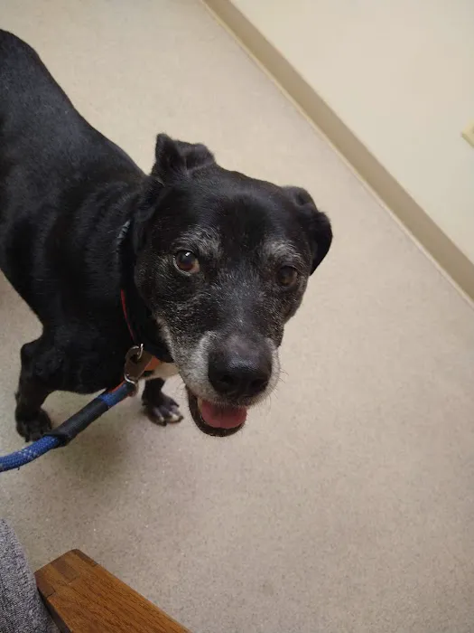 Animal Care Hospital 12